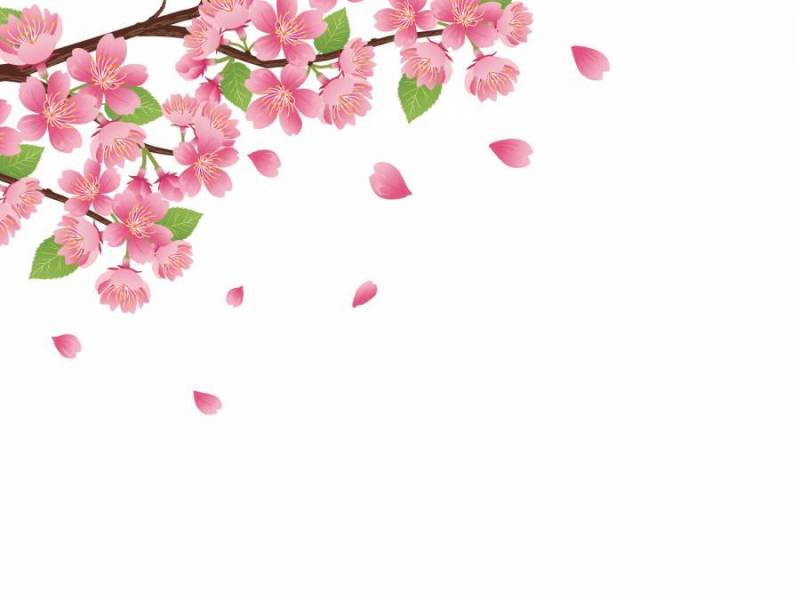 春天现实的樱桃树枝材料花·插图03