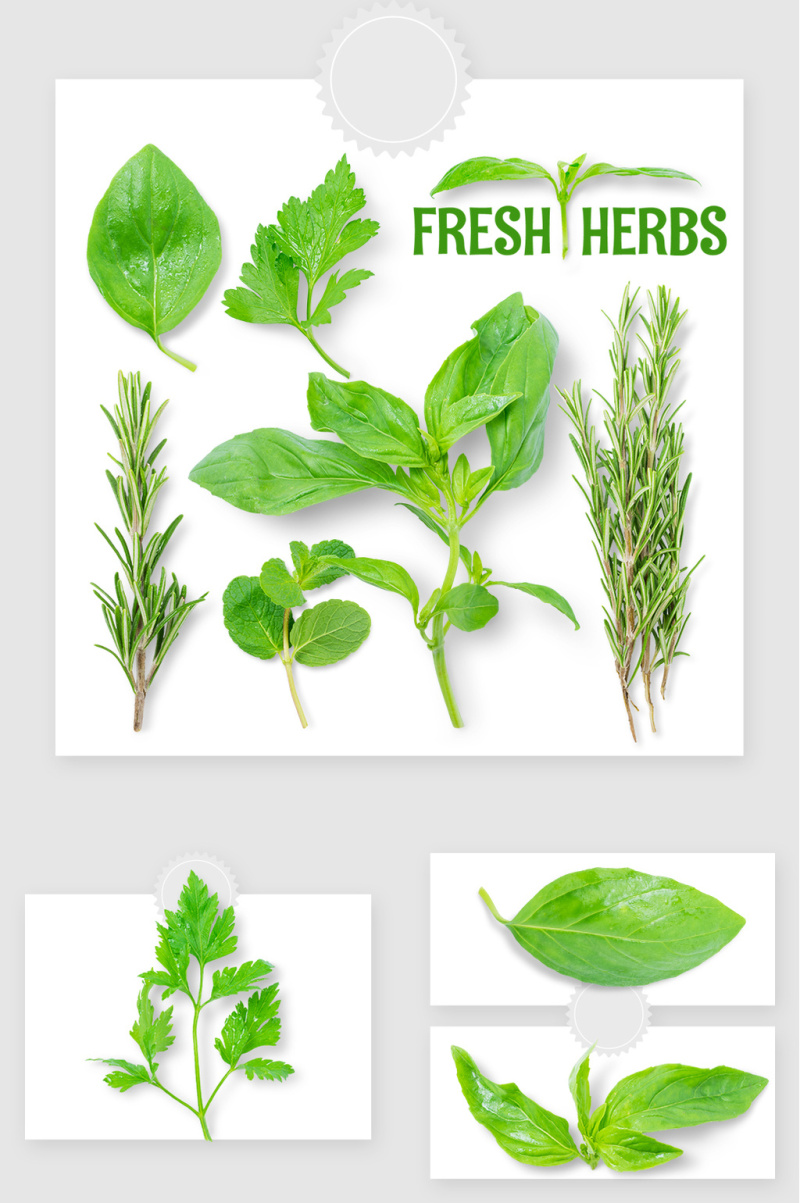 绿色高清蔬菜叶子PSD素材