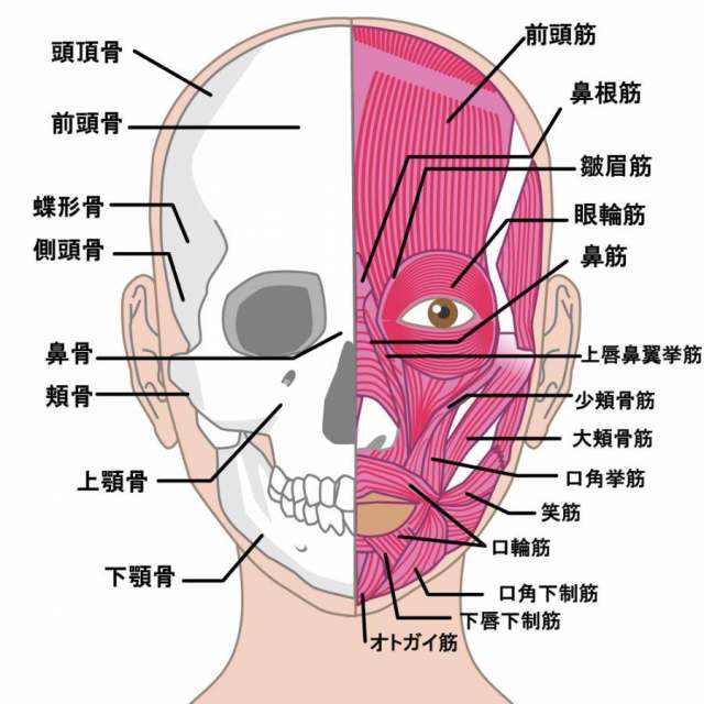 颜正面筋肉　名称