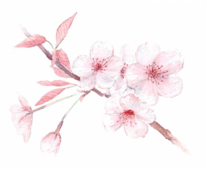 樱花与透明水彩画