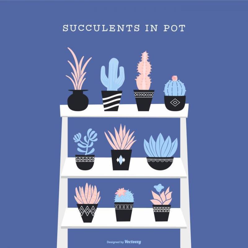 罐传染媒介集合的多汁植物