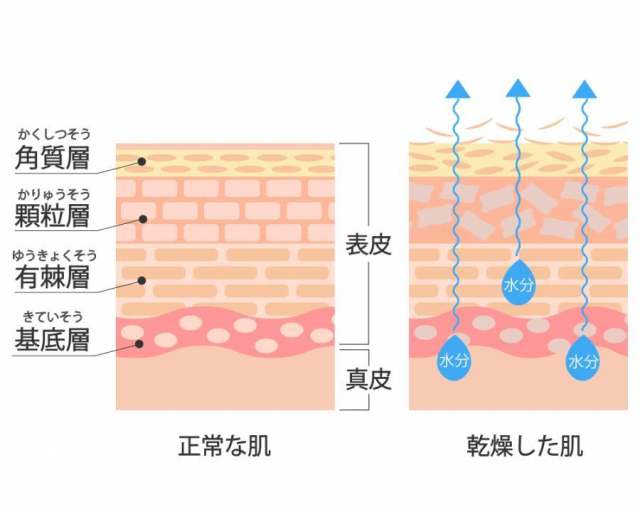 皮肤　断面図