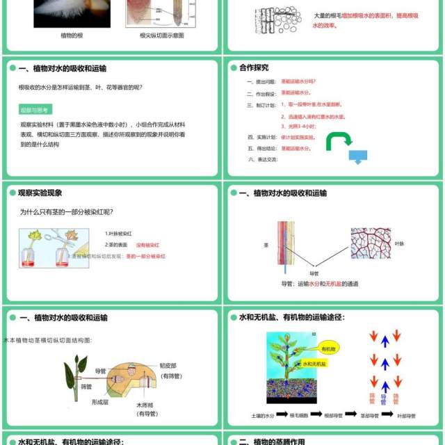 人教版七年级生物上册绿色植物与生物圈的水循环课件PPT模板