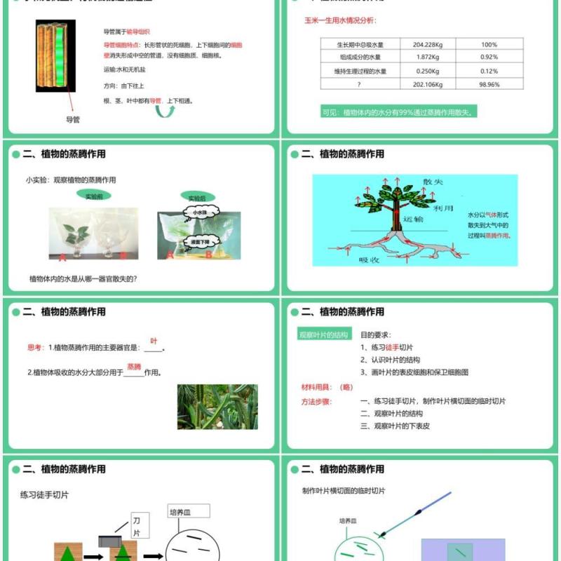 人教版七年级生物上册绿色植物与生物圈的水循环课件PPT模板