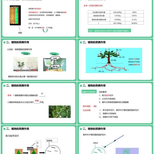 人教版七年级生物上册绿色植物与生物圈的水循环课件PPT模板