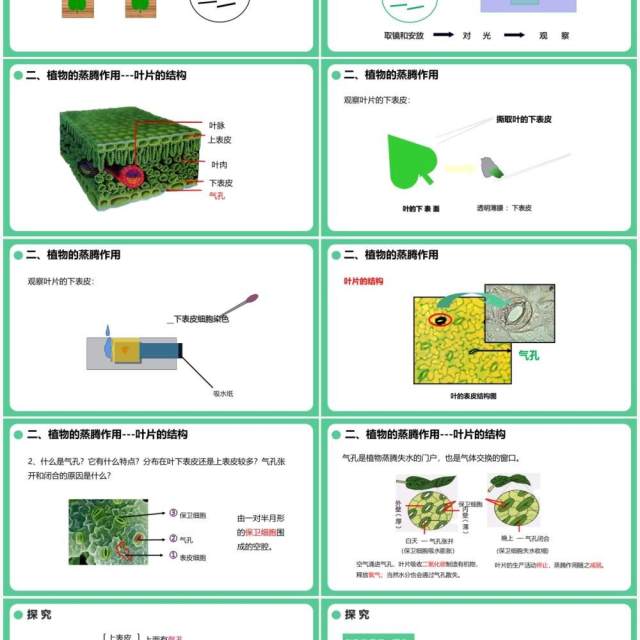 人教版七年级生物上册绿色植物与生物圈的水循环课件PPT模板 人教版七年级生物上册绿色植物与生物圈的水循环课件PPT模板