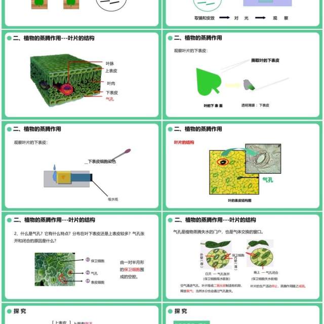 人教版七年级生物上册绿色植物与生物圈的水循环课件PPT模板