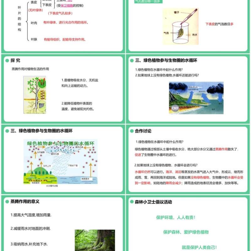 人教版七年级生物上册绿色植物与生物圈的水循环课件PPT模板
