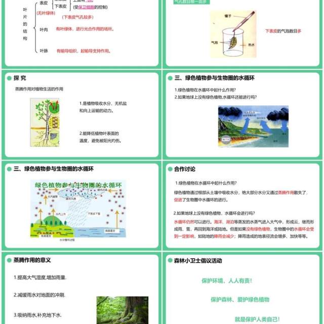 人教版七年级生物上册绿色植物与生物圈的水循环课件PPT模板 人教版七年级生物上册绿色植物与生物圈的水循环课件PPT模板