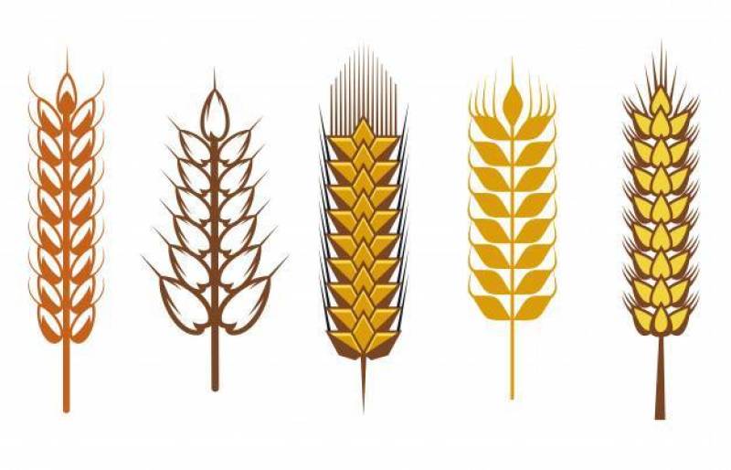 在白色和标志隔绝的谷物种子