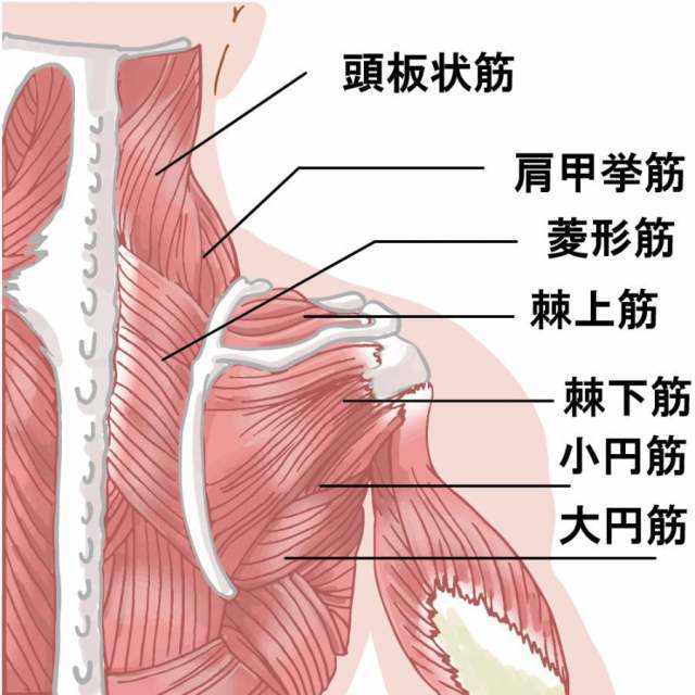 肩膀肌肉回来