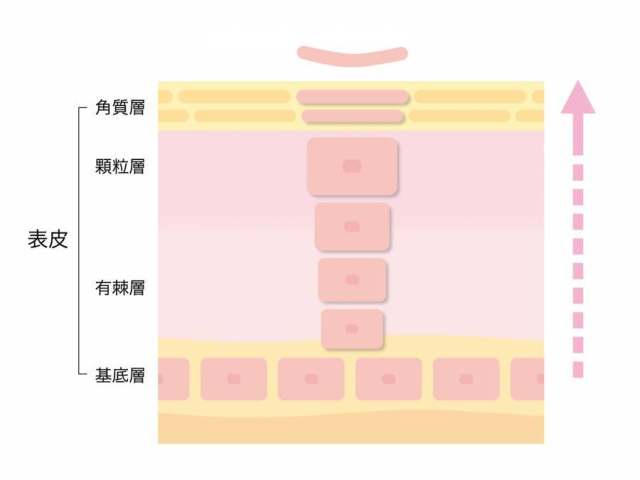 健康的皮肤营业额_剖面图