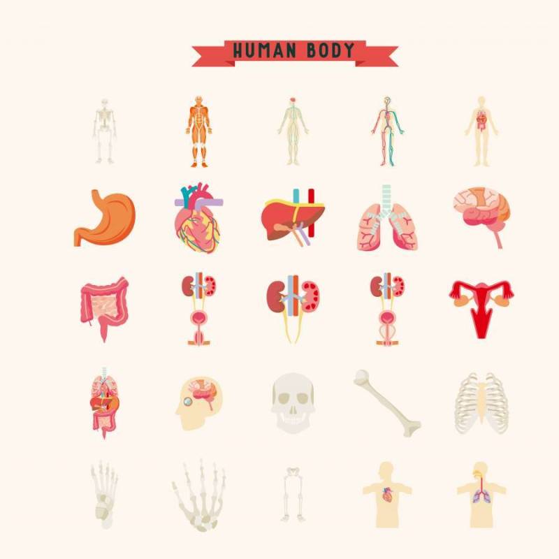 人体图