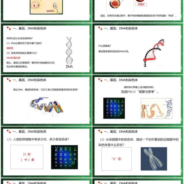 部编版八年级生物下册基因在亲子代间的传递课件PPT模板