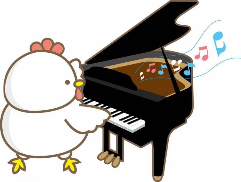 鸡钢琴