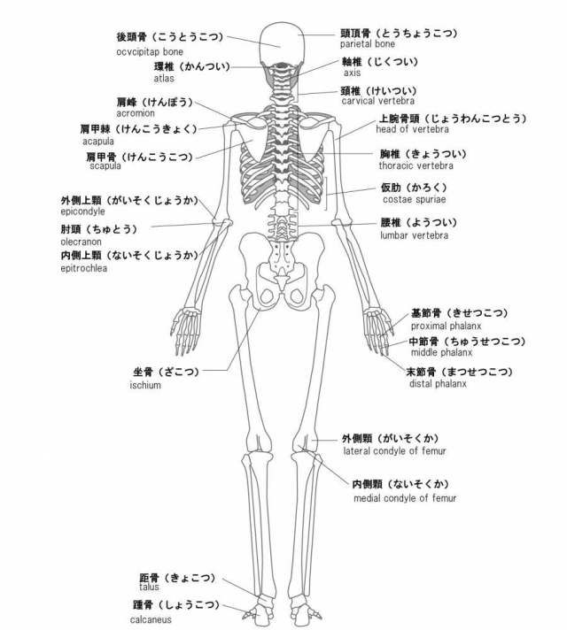 人类的骨骼名称背面英语