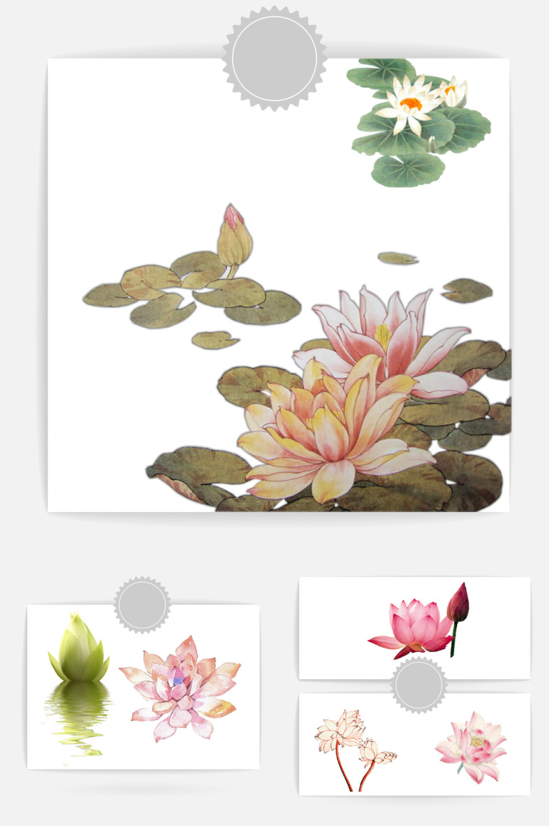 荷花素材