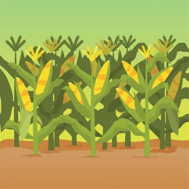 玉米秸秆插图