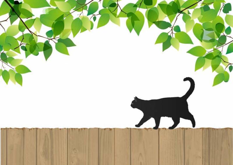 新鲜的绿色和黑猫和树围栏（背景渗透）
