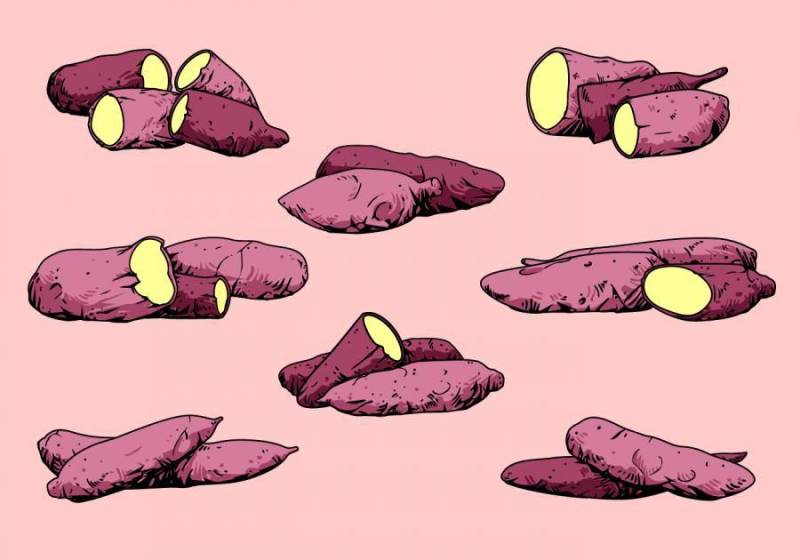 紫色木薯山药 矢量