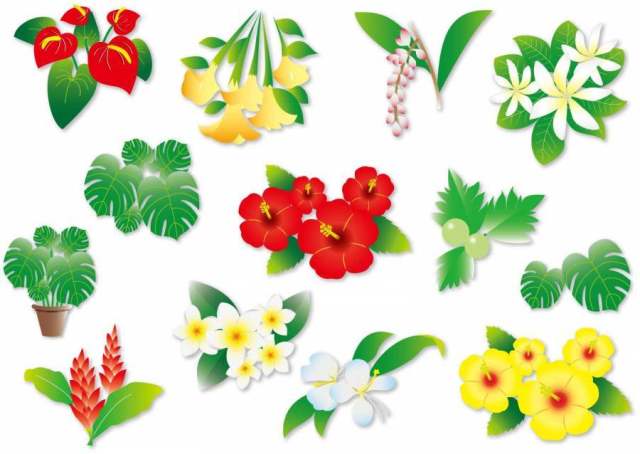 在夏威夷的各种植物