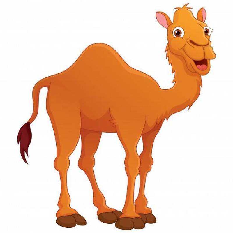 Illustration Of Cartoon Camel