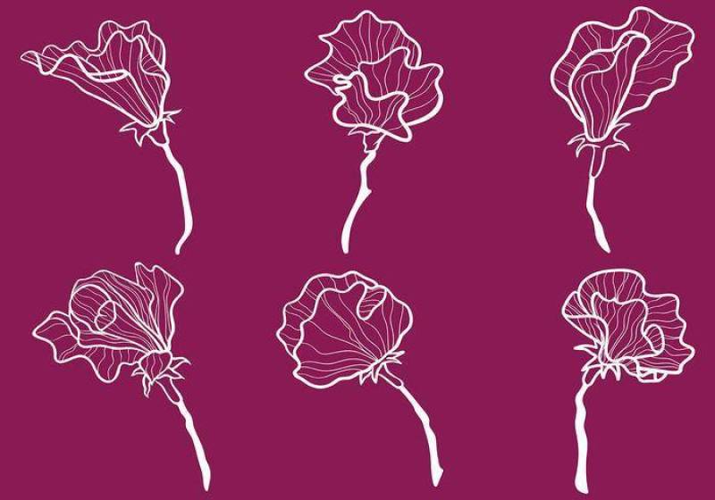 甜豌豆矢量图标