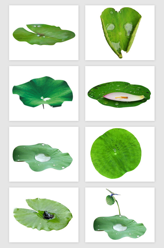 绿的绿荷叶荷花PNG免抠素材 绿的绿荷叶荷花PNG免抠素材