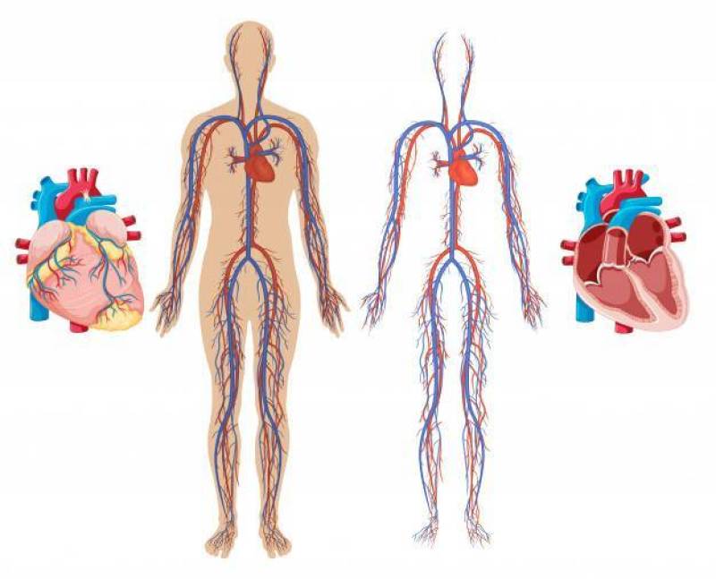 人类心脏和心血管系统
