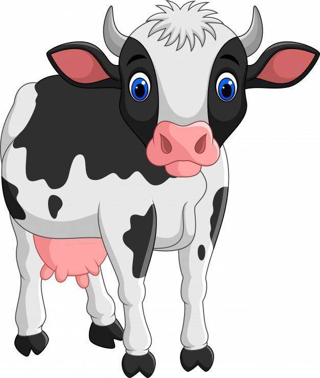 在白色背景隔绝的动画片母牛