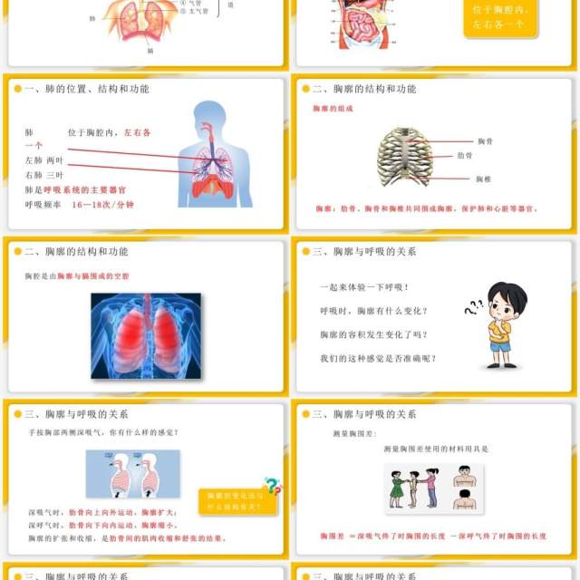 部编版七年级生物下册发生在肺内的气体交换课件PPT模板