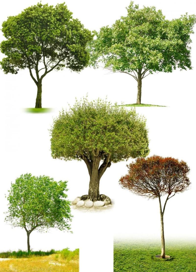 树、PSD分层