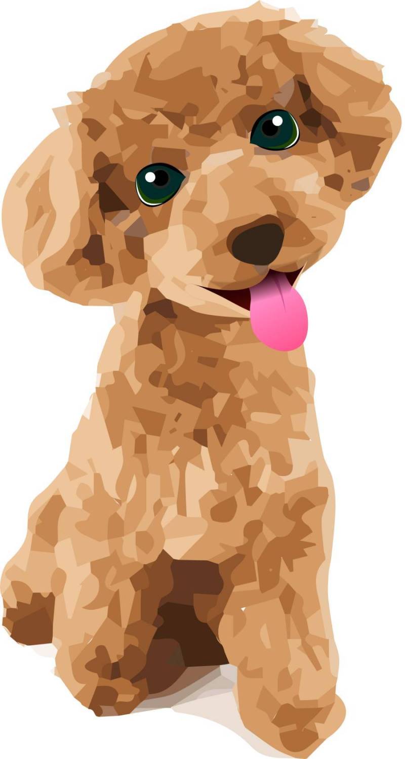 玩具狮子狗拉出