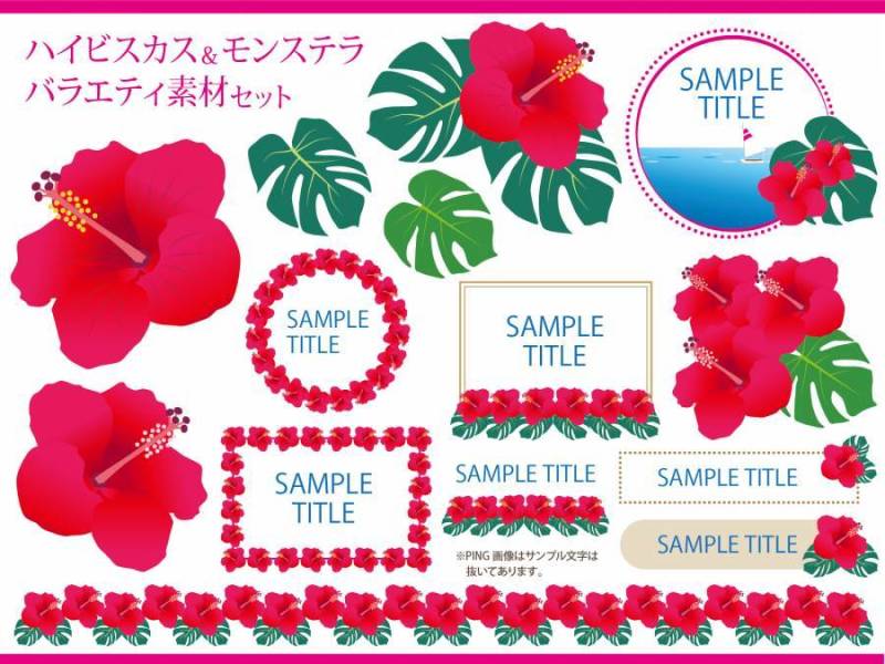 芙蓉＆Monstera品种集