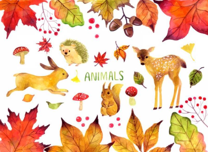 秋季动物插图集
