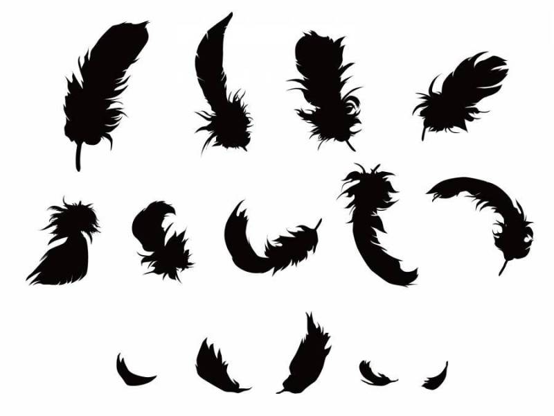 羽毛剪影