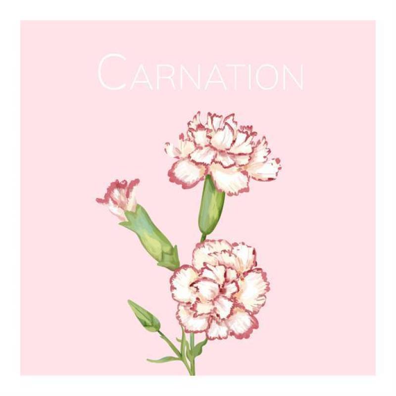 手拉的康乃馨花例证