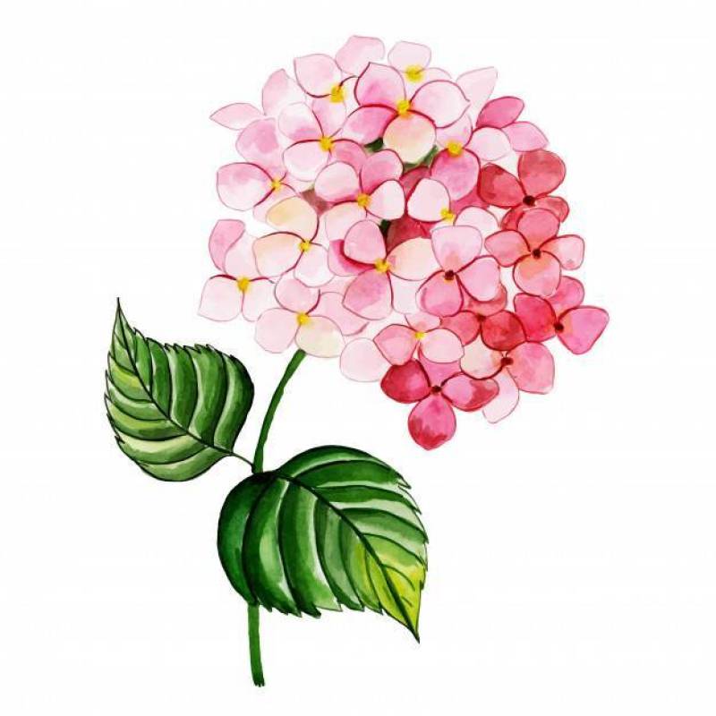 Beautiful Watercolor Floral Element