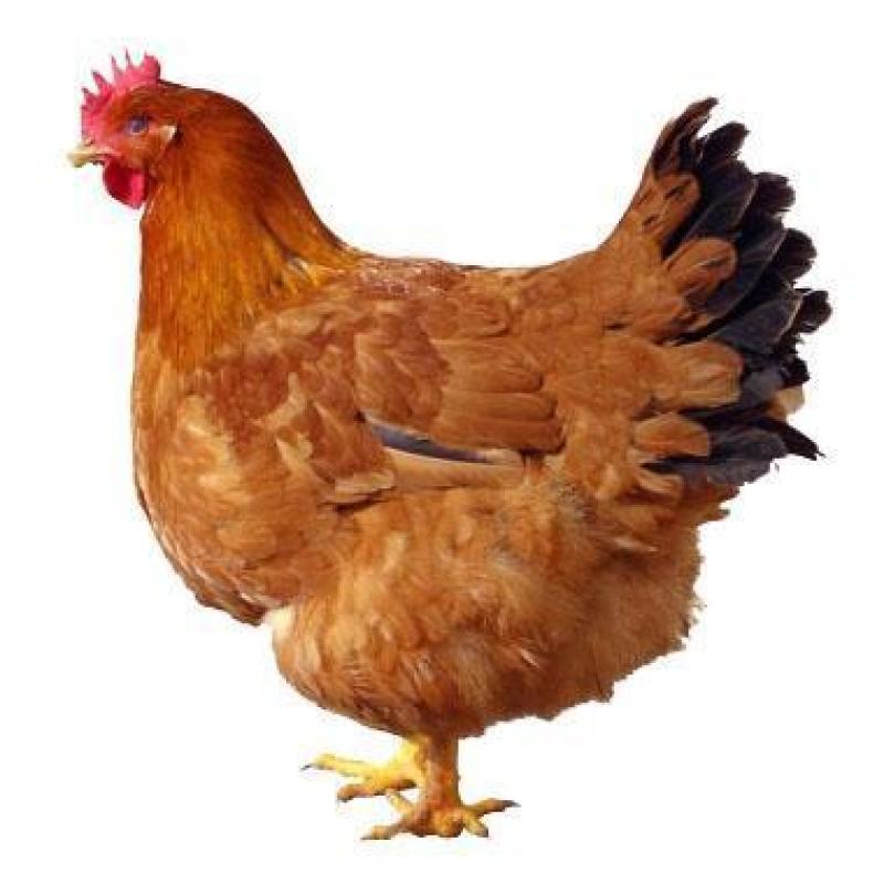 母鸡PSD分层素材