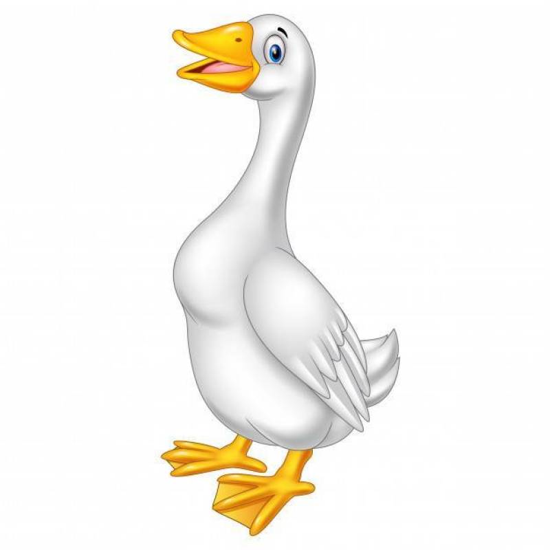 在白色背景隔绝的动画片鹅