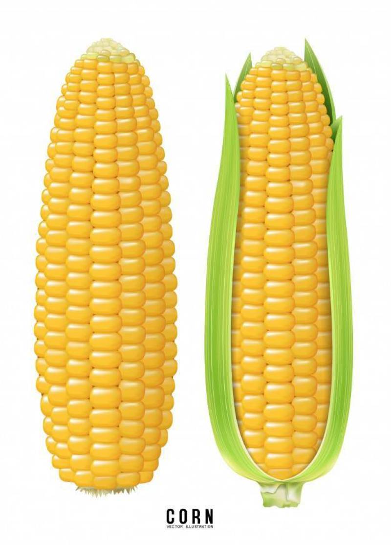 Ripe corn on the cob.