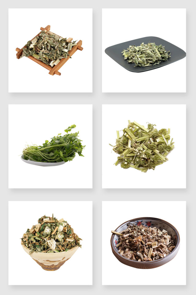 中药材益母草设计元素 中药材益母草设计元素