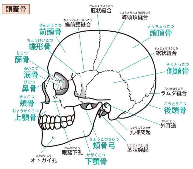 头盖骨（侧面）