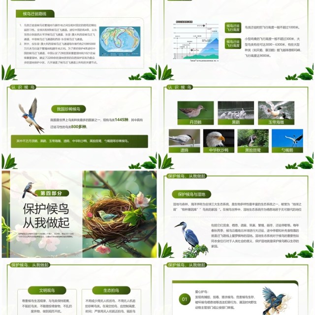 绿色插画风世界候鸟日节日科普PPT模板