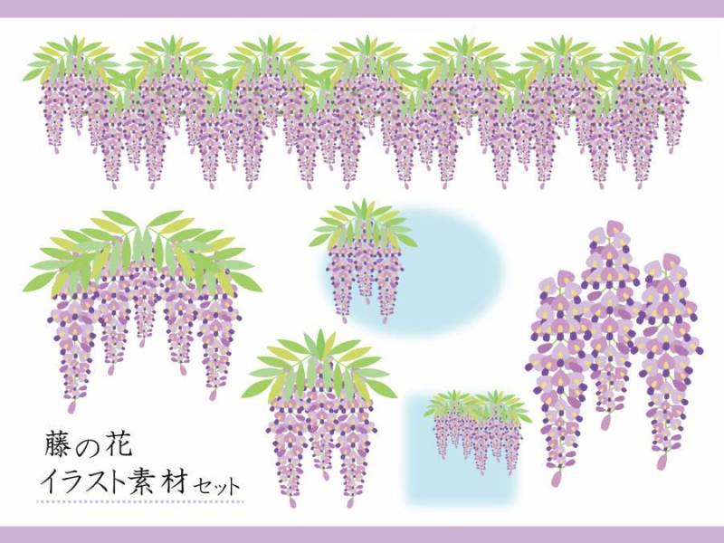 紫藤花插图素材集