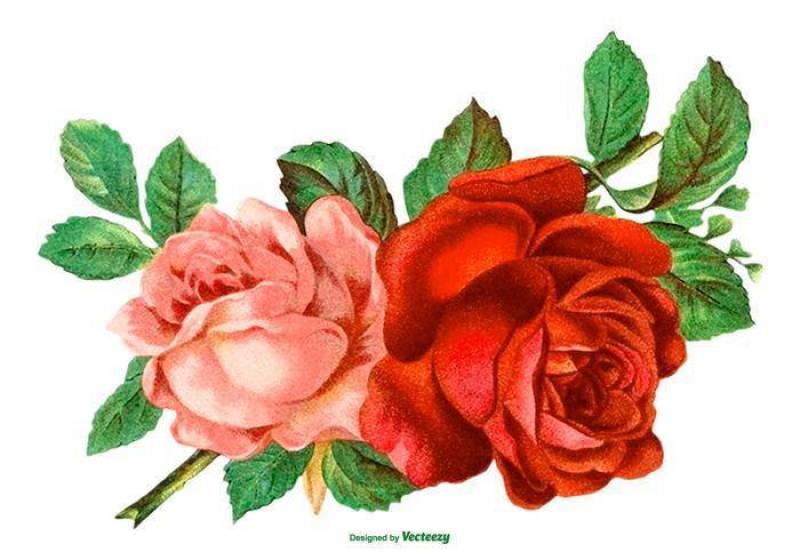 美丽的复古玫瑰图