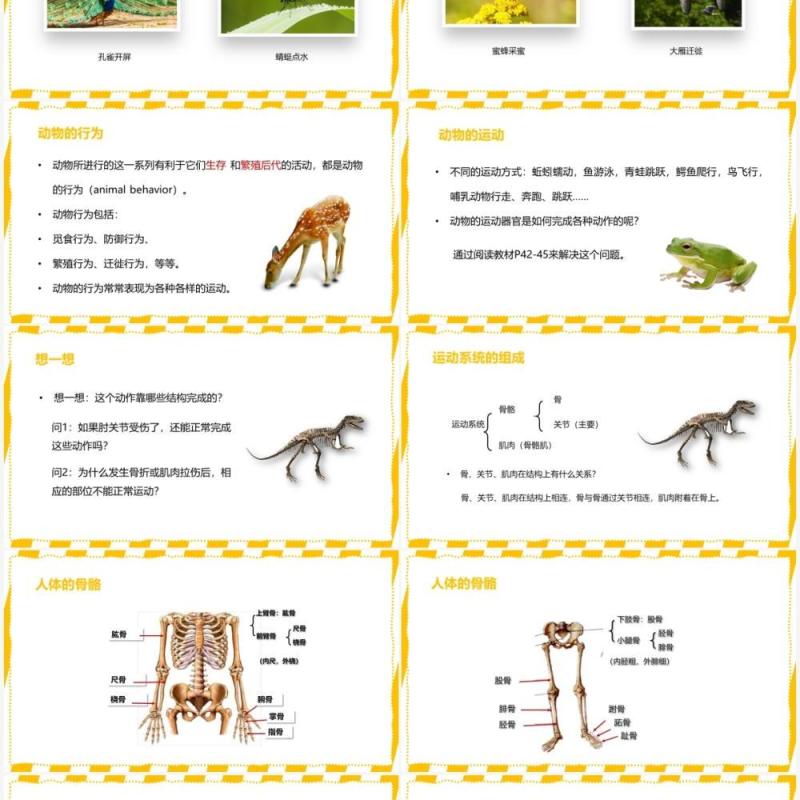 部编版八年级生物上册动物的运动PPT模板