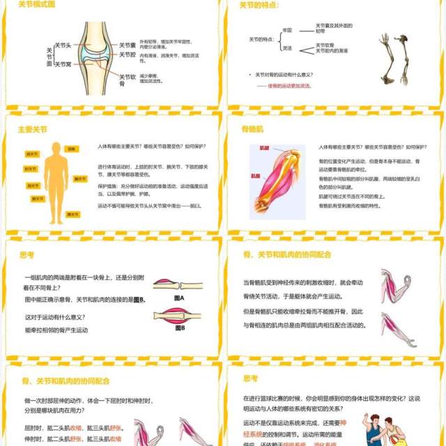 部编版八年级生物上册动物的运动PPT模板