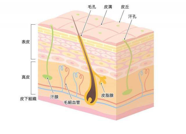 皮肤横截面_ 3 D