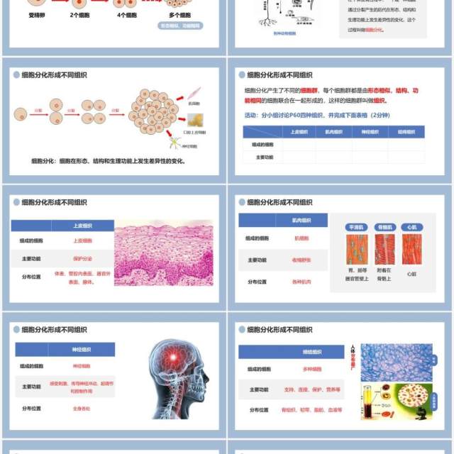 部编版七年级生物上册动物体的结构层次课件PPT模板 部编版七年级生物上册动物体的结构层次课件PPT模板